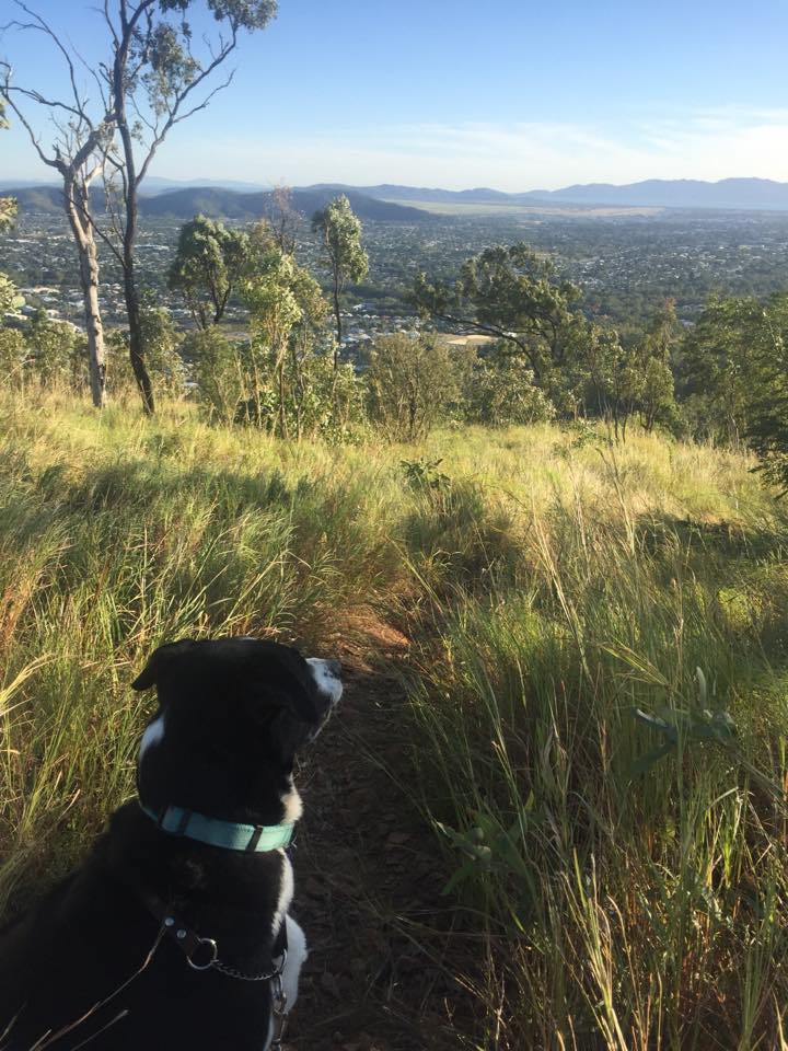 Dog-friendly adventures places and walking tracks around Townsville