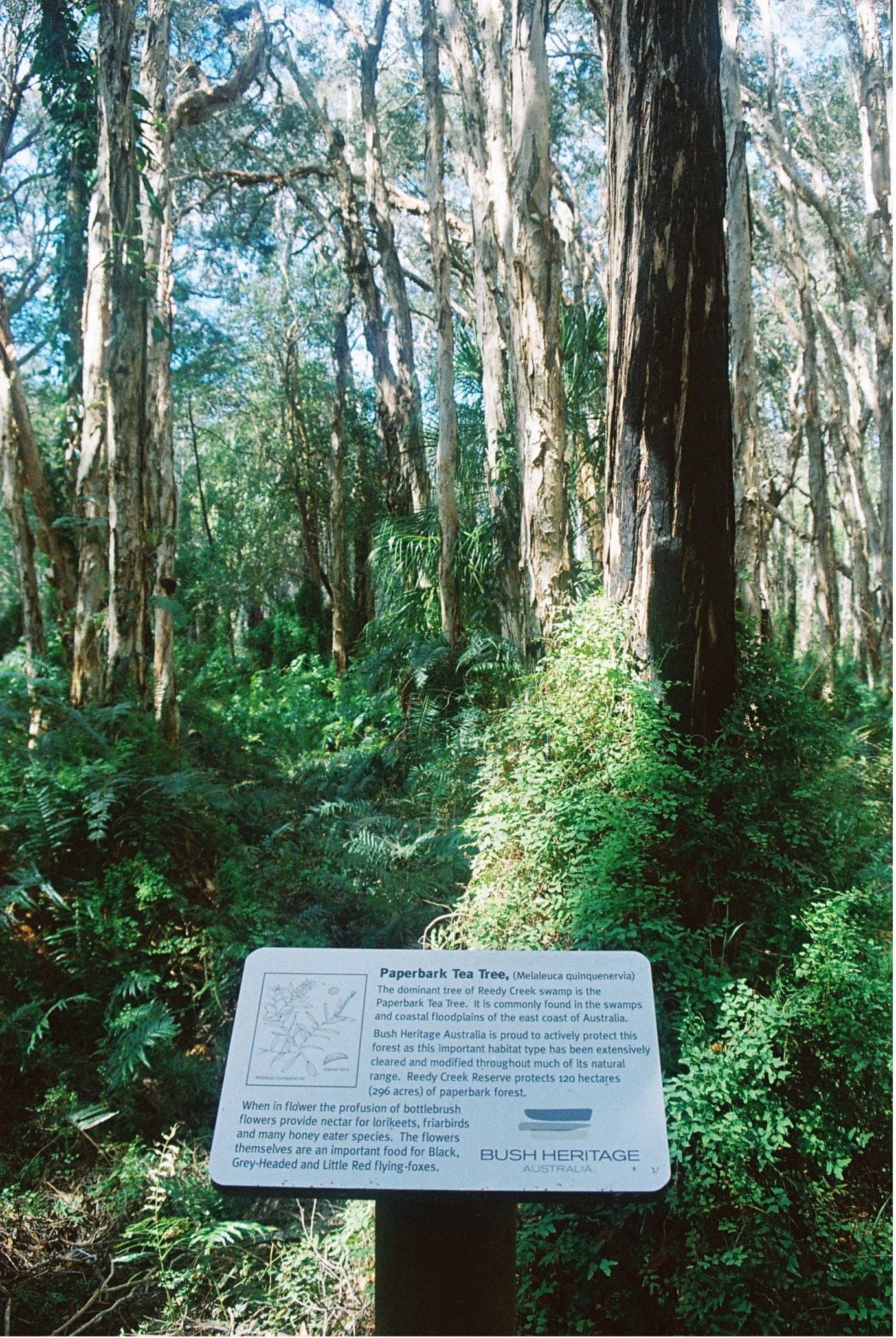 The Paperbark Forest sign no watermark